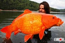 poisson-rouge-14-kg.jpg