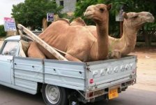 transport-peugeot-chameaux.jpg