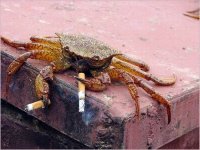 Crabe fumeur.jpg