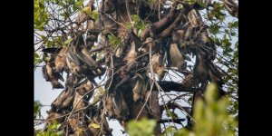 L-impressionnante-migration-des-chauve-souris-en-Zambie-2.jpg