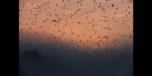 L-impressionnante-migration-des-chauve-souris-en-Zambie-3.jpg