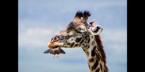 L-oiseau-joue-les-dentistes-pour-une-girafe-en-Tanzanie-2.jpg