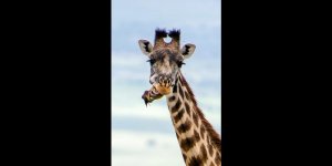 L-oiseau-joue-les-dentistes-pour-une-girafe-en-Tanzanie-3.jpg