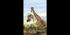 L-oiseau-joue-les-dentistes-pour-une-girafe-en-Tanzanie.jpg