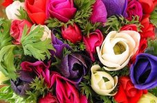 bouquet-d-anemones-233732.jpg