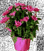 vege_bouquet18.gif